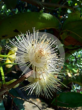 Yzygium aqueum watery rose apple, water apple, bell fruit flower with natural background. The fruit has a very mild and slightly