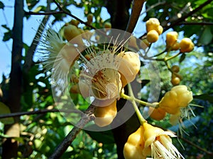 Yzygium aqueum watery rose apple, water apple, bell fruit flower with natural background. The fruit has a very mild and slightly