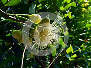 Yzygium aqueum watery rose apple, water apple, bell fruit flower with natural background. The fruit has a very mild and slightly