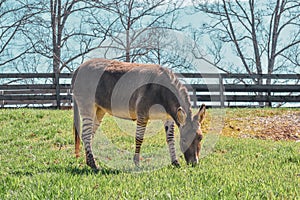 Z-Donk Grazing with fence behind it