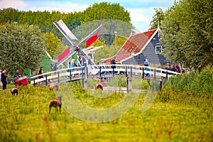 Free sheep grazing in Zaandam, Netherlands photo