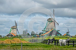 Zaanse Schans with Windmills and Cows on a Cloudy Day