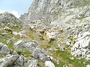 Zabljak Durmitor rocky scenery during hiking we met sheeps