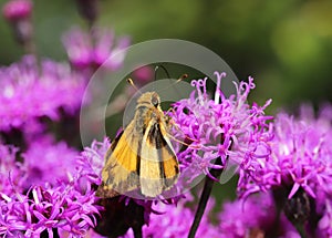 Zabulon Skipper butterfly