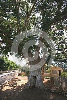 Zaccheus Sycamore Tree in Jericho