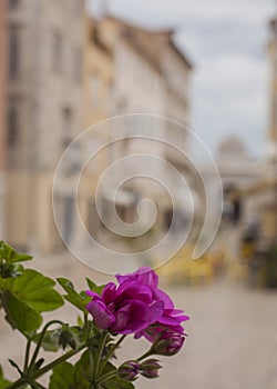 Zadar, Croatia - streets and violet flowers.