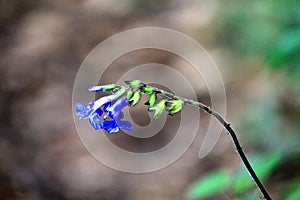 Zafiro Salvia, Dinaloan Blue Sage, photo