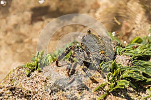 Zagaia Grapsus sp. sea crab photo