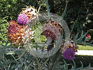 Zagreb Botanical garden by summer