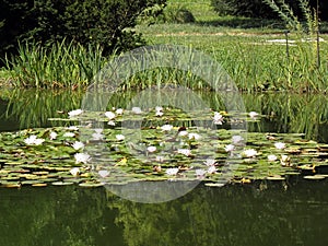 Zagreb Botanical garden by summer