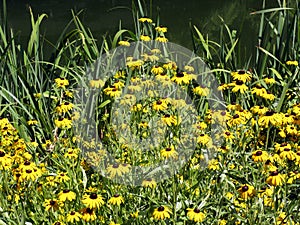 Zagreb Botanical garden by summer