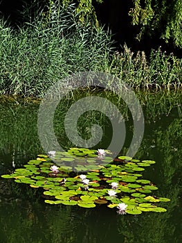 Zagreb Botanical garden by summer