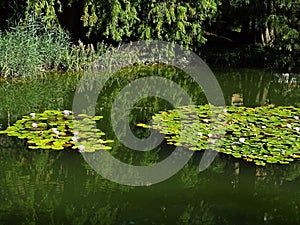 Zagreb Botanical garden by summer