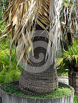 Zagreb Botanical garden by summer,Livistona chinensis