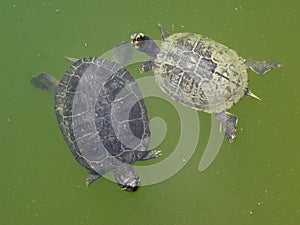 Zagreb Botanical garden by summer,turtles in swamp