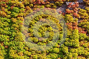 Zagreb, Croatia - October 2018. Autumn leaves as decoration on chapels and tombstones in the cemetery in the fall