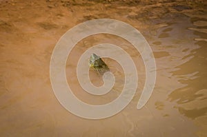 Zaida, Morocco - April 10, 2015. Turtles head above water in feeder of the river Moulouya with orange color