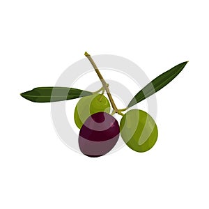 Zaitun Fruit Vector