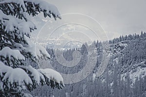 Zakopane town in the valley in winter