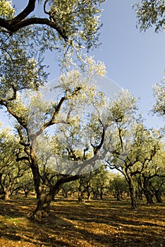 Zakynthos photo