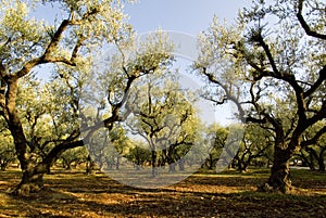 Zakynthos photo