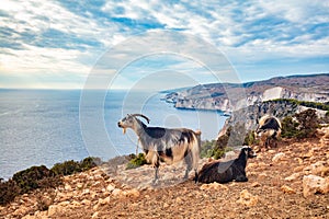 Zakynthos in Greece, goats on Keri cliffs