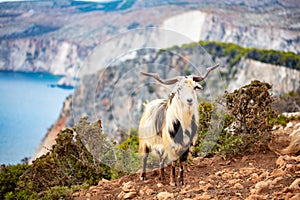 Zakynthos in Greece, goats on Keri cliffs