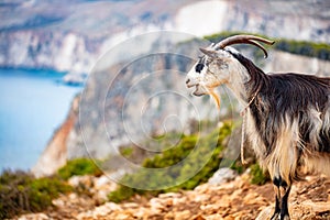 Zakynthos in Greece, goats on Keri cliffs