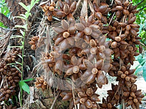 Zalacca, Sweet fruit flavors