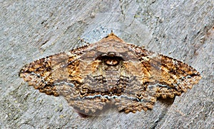 Zale moth camouflaged on tree bark.