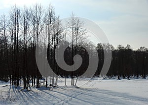 Trees with ice pieces after flood, Lithuania