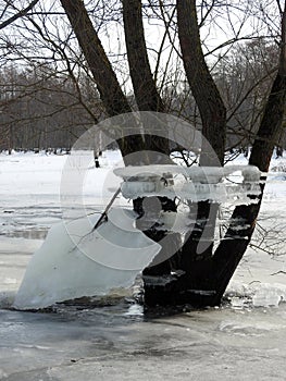 Trees with ice pieces after flood, Lithuania