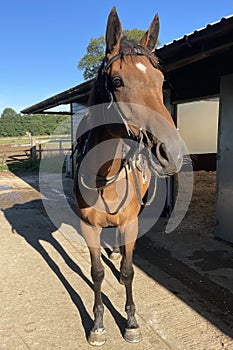 Zambella ready to go for her exercise photo