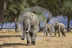 Zambezi giants