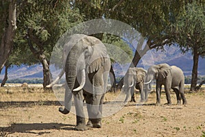 Zambezi giants photo