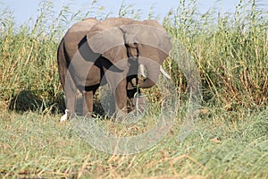 Zambezi river elephant