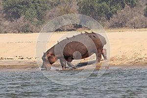 Zambia: A Hippo with birds on the back walking to the Lower Zambes