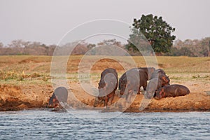 Zambia: Hippos walking towards South Luangwa River