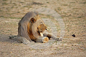Zambia: Lion lying in the sand at the South Luangwa
