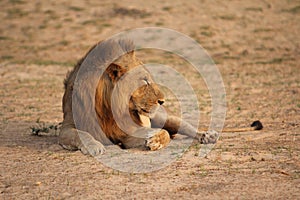 Zambia: Lion at the South Luangwa