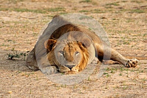 Zambia: Lioness is lying on the sand and relaxing