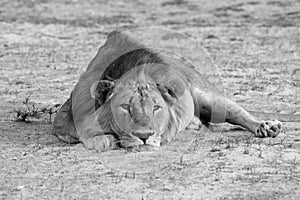 Zambia: Lioness is lying on the sand and relaxing at South Luangwa | LÃ¶win liegt im Sand am Faulenzen am Ufer des Unteren Sambesi