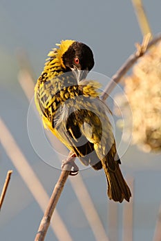 Zambia: Male Weaver Bird cleaning his yellow-black feders