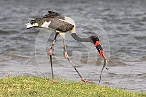 Zambia: Saddle-billed Stork feeding a reptil