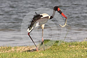 Zambia: Saddle-billed Stork feeding reptil