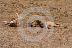 Zambia: Two Lions relaxing and rolling in the sand at South Luangwa