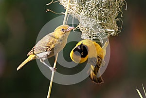 Zambia: Weaver couple building the nest togheter