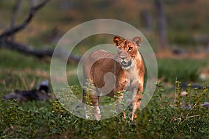 Zambia wildlife. Young male lion, widlife. Big cat in Africa. African lion in the grass. Traveling in africas. Short lion mane