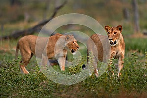 Zambia wildlife. Young male lion, widlife. Big cat in Africa. African lion in the grass. Traveling in africas. Short lion mane