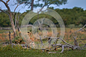 Zambia wildlife. Young male lion, widlife. Big cat in Africa. African lion in the grass. Traveling in africas. Short lion mane